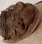 Zlichovaspis Trilobite