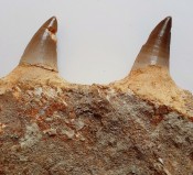 Mosasaur Teeth