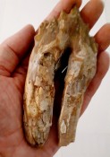 Basilosaurus Teeth 01