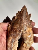 Basilosaurus Teeth 07