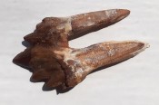 Basilosaurus Teeth 14