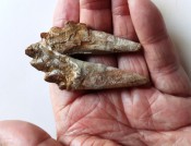 Basilosaurus Teeth 13a