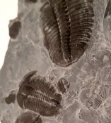 Elrathia Trilobites 001