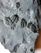 Elrathia Trilobites 010