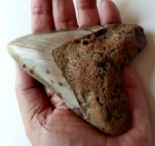 Megalodon Tooth 09