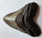 Megalodon Tooth 08
