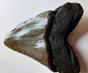 Megalodon Tooth 08
