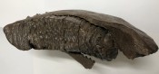Baby Mammoth Tooth with Jawbone