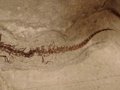 Chelotriton Salamander