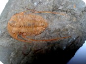Hamatolenus Trilobite