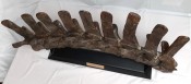 Hadrosaur Vertebrae & Ribs