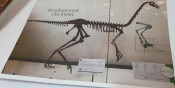 Struthimimus Dinosaur