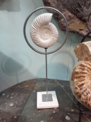 Sculptural Perisphinctes Ammonite