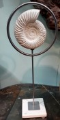 Sculptural Perisphinctes Ammonite