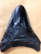 Megalodon Tooth 28