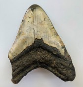 Megalodon Tooth 29