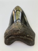 Megalodon Tooth 30