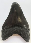 Megalodon Tooth 31