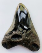 Megalodon Tooth 32