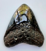 Megalodon Tooth 33