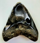 Megalodon Tooth 33
