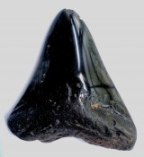 Megalodon Tooth 34