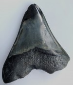 Megalodon Tooth 34