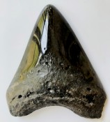 Megalodon Tooth 35