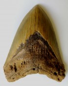 Megalodon Tooth 36