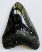 Megalodon Tooth 37