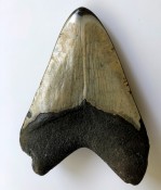 Megalodon Tooth 38