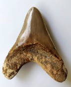 Megalodon Tooth 39