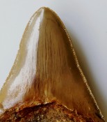 Megalodon Tooth 39