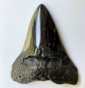 Megalodon Tooth 40