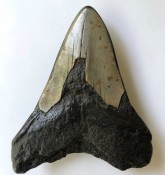 Megalodon Tooth 40
