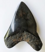 Megalodon Tooth 41