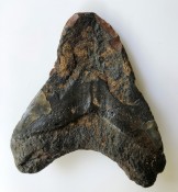 Megalodon Tooth 42