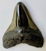Megalodon Tooth 43