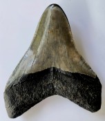 Megalodon Tooth 43