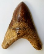 Megalodon Tooth 44