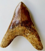 Megalodon Tooth 44