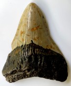 Megalodon Tooth 45