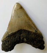 Megalodon Tooth 46