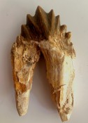  Basilosaurus Teeth 51