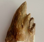 Basilosaurus Teeth 52