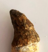 Basilosaurus Teeth CANINE 53