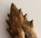 Basilosaurus Teeth 54