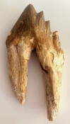 Basilosaurus Teeth 55