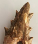 Basilosaurus Teeth 56