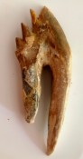 Basilosaurus Teeth 57